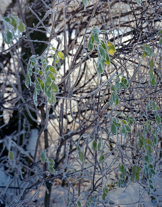 Frosted Leaves