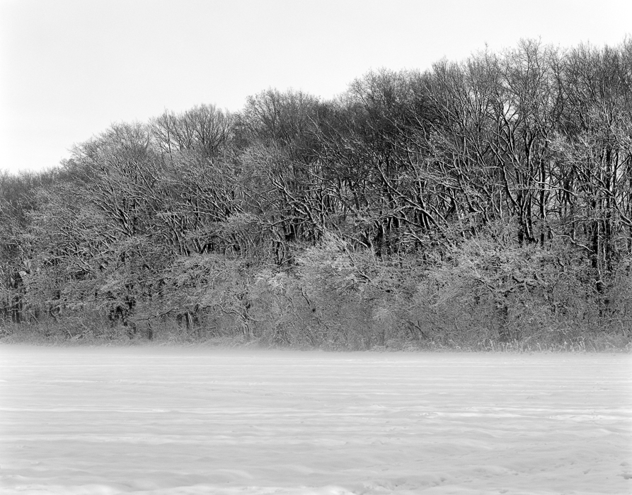 Frozen Shrubbery